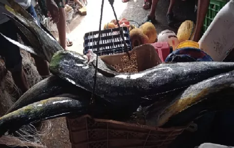 Senan y la Arap decomisan 513 libras de pescado de contrabando en Isla Esmeralda