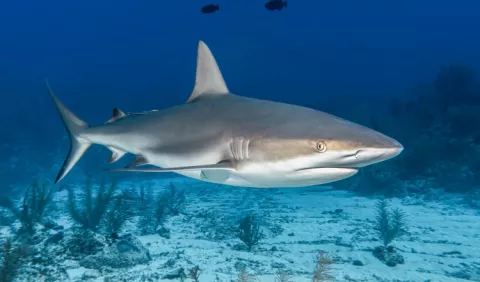 La extinción de los tiburones dejaría 'un mundo dañado'