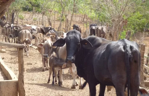 Detectan dos brotes de rabia bovina en Veraguas