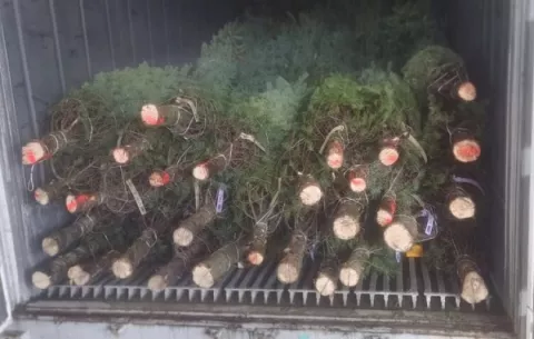 ¡Hora de adornar! Primeros arbolitos navideños de la temporada salen al mercado panameño