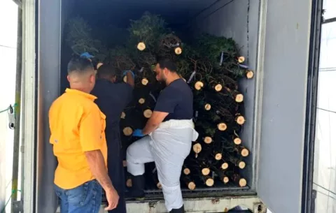 Llegan los primeros arbolitos de Navidad a Panamá