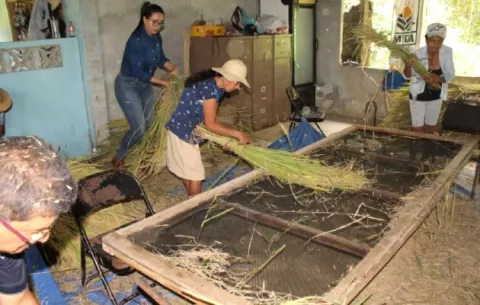 Programa de agroturismo en Capira culmina con buenos resultados su producción de arroz y cultivo de peces