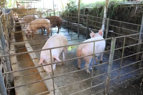 Se ahogan 1,800 cerdos en Azuero y las pérdidas se estiman por más de 250 mil dólares 