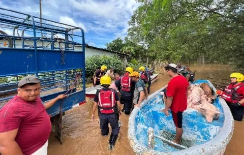 Ante las pérdidas por las inundaciones porcinocultores santeños piden ser indemnizados 