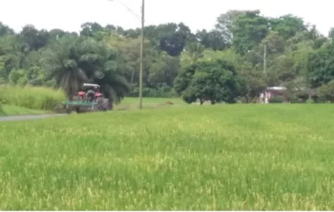 No habrá que importar arroz, aseguran productores del grano en Chiriquí