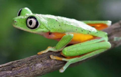 ¿Qué consensos se lograron en la Convención sobre el Comercio Internacional de Especies Amenazadas?