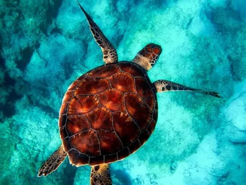 Expertos de 183 países se reunirán en Panamá para endurecer políticas contra comercio ilegal de animales