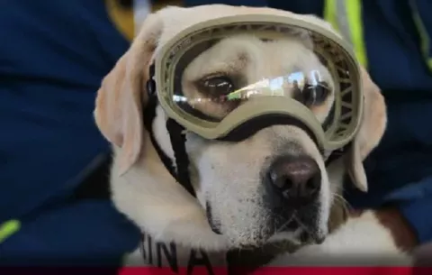 Fallece Frida, la unidad canina  que ayudó en los terremotos de 2017 en México