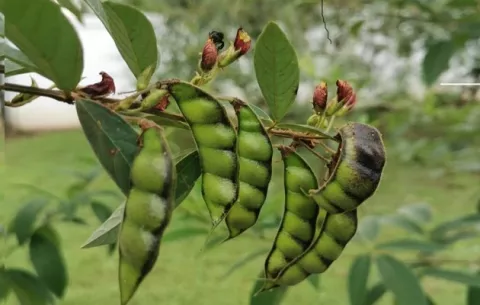 ¿Qué es la  antracnosis, la enfermedad que tiene en vilo a los productores de guandú?