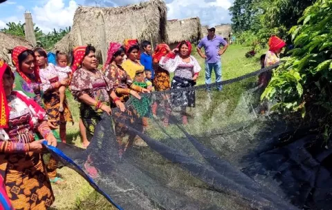 Enseñan a recolectar café a productores en la comunidad de Ibedi en Guna Yala