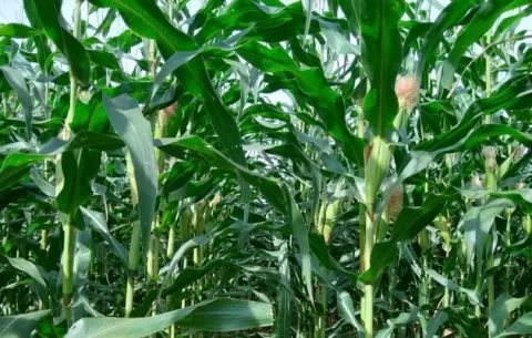 Avance de siembra de arroz se encuentra en un 91%; el de maíz en un 88%