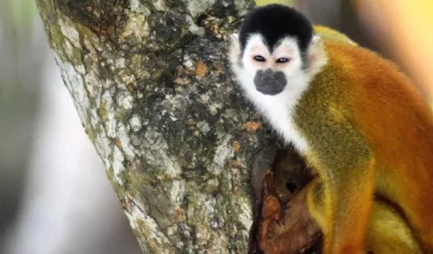Extinción local acecha  al mono tití chiricano