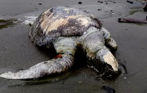 Investigan la misteriosa muerte de más de un centenar de tortugas en el Pacífico panameño
