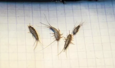 Pececillos de plata, los  insectos que invaden en silencio los hogares