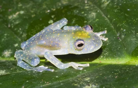 Panamá y Costa Rica abogan por proteger a la rana de cristal del comercio de anfibios exóticos