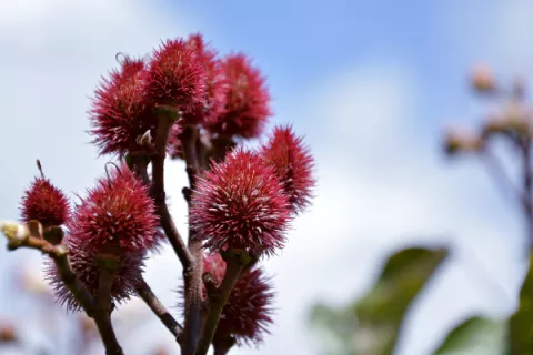 ¡Sabor y color! Usos del achiote