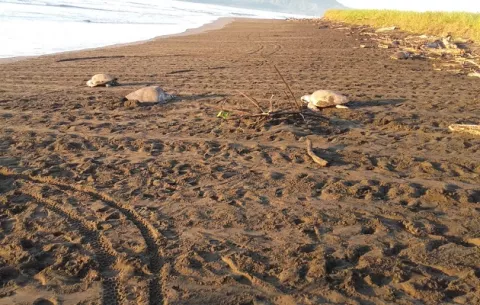 Tortugas marinas desovan en Isla Cañas, un evento que solo ocurre en 11 playas del mundo