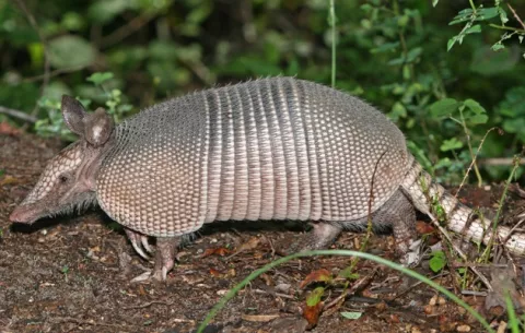 Imputan a tres personas por cazar  armadillo de nueve bandas