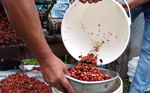 Productores del Oeste mantienen control de la broca