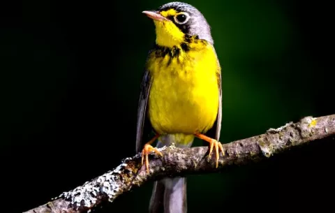 ¿En qué consiste la Ruta Migratoria de Aves en Américas?