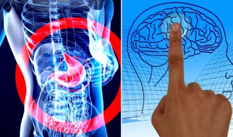 ¿Cómo funciona el 'segundo cerebro'?