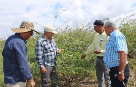 Idiap concluye estudio de variedades de guandú resistente a plagas