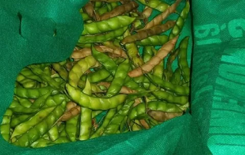 Escasea el guandú en época navideña y suben los precios 