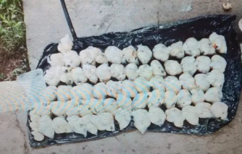 Continúa lucha contra la venta ilegal de huevos de tortuga