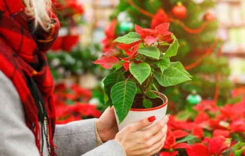 Flor de Navidad, los misterios de un gran símbolo navideño