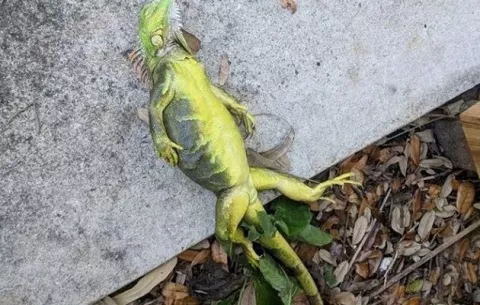 Ola de frío también llega a la cálida Florida