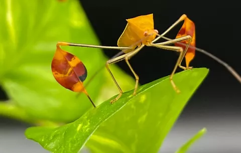 Científicos estudian misterio de banderas del insecto matador