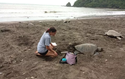 Más de 4 mil tortugas golfinas arriban a las costas santeñas