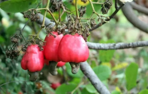 Cultivo de marañón evolucionará hacia parcelas comunitarias