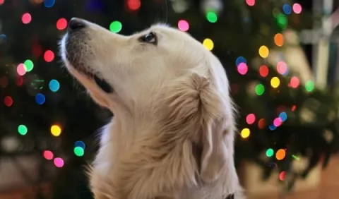 Mascotas, a distancia de la pirotecnia
