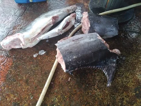 Arap decomisa restos de merlín y tiburón en embarcación
