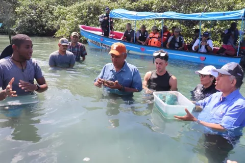 Panamá logra primera cosecha de pepino de mar en Puerto Lindo, Colón 