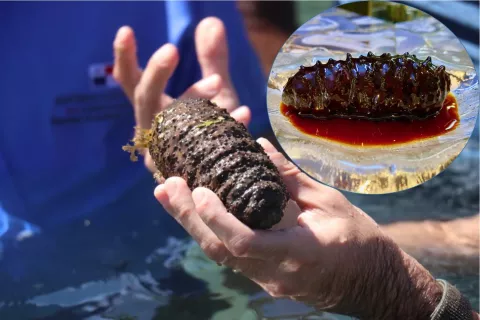 Pepinos de mar: ¿Por qué son tan codiciados en el mercado asiático?