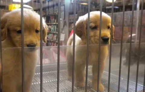 Nueva York prohibirá  venta de perros en tiendas minoristas 