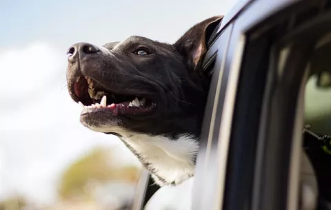 ¿Qué debo considerar al viajar con mi mascota al interior?