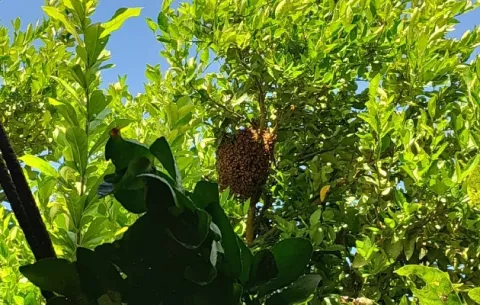 Abejas africanas matan a operador de equipo pesado en Santiago