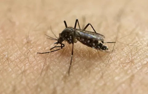 Detectan 2 casos de malaria importados en Chiriquí