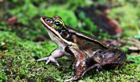 Anfibios y su llamado de emergencia