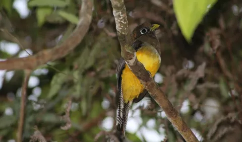 Reserva  del Valle Mamoní cuenta con una rica avifauna