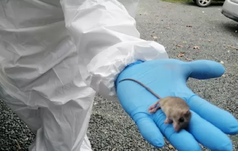 Confirman primer caso de hantavirus en Los Santos