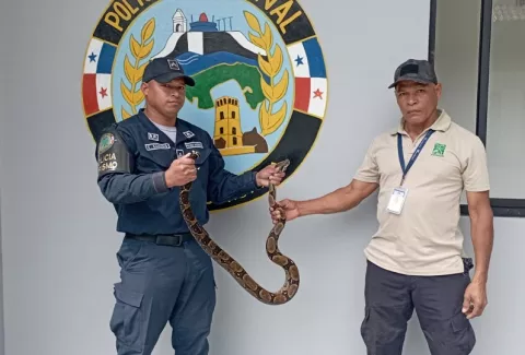 Primeros rescates de fauna silvestre este año 2023 en Colón