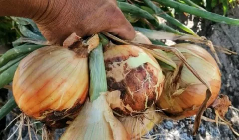 Crecimiento del sector cebollero plantea retos  nuevos a  productores