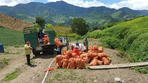 Hay desabastecimiento de cebolla y papa afirman productores