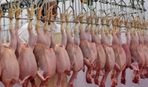 El sacrificio de aves  en Panamá durante  el 2022 fue menor al del año previo