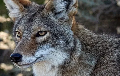 Coyotes: MiAmbiente comparte guía; afectados piden solución