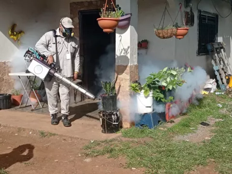 David, Bugaba y Barú con alta infestación de mosquitos  